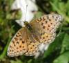 Argynnis niobe